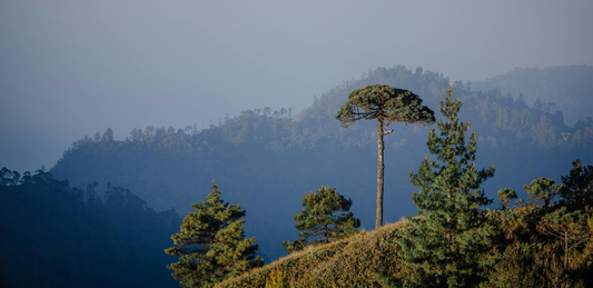 Oaxaca Climate